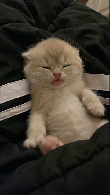 . смотреть онлайн