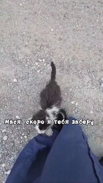 Выживали под забором. История двух крох (➕2️⃣🐱🐱)