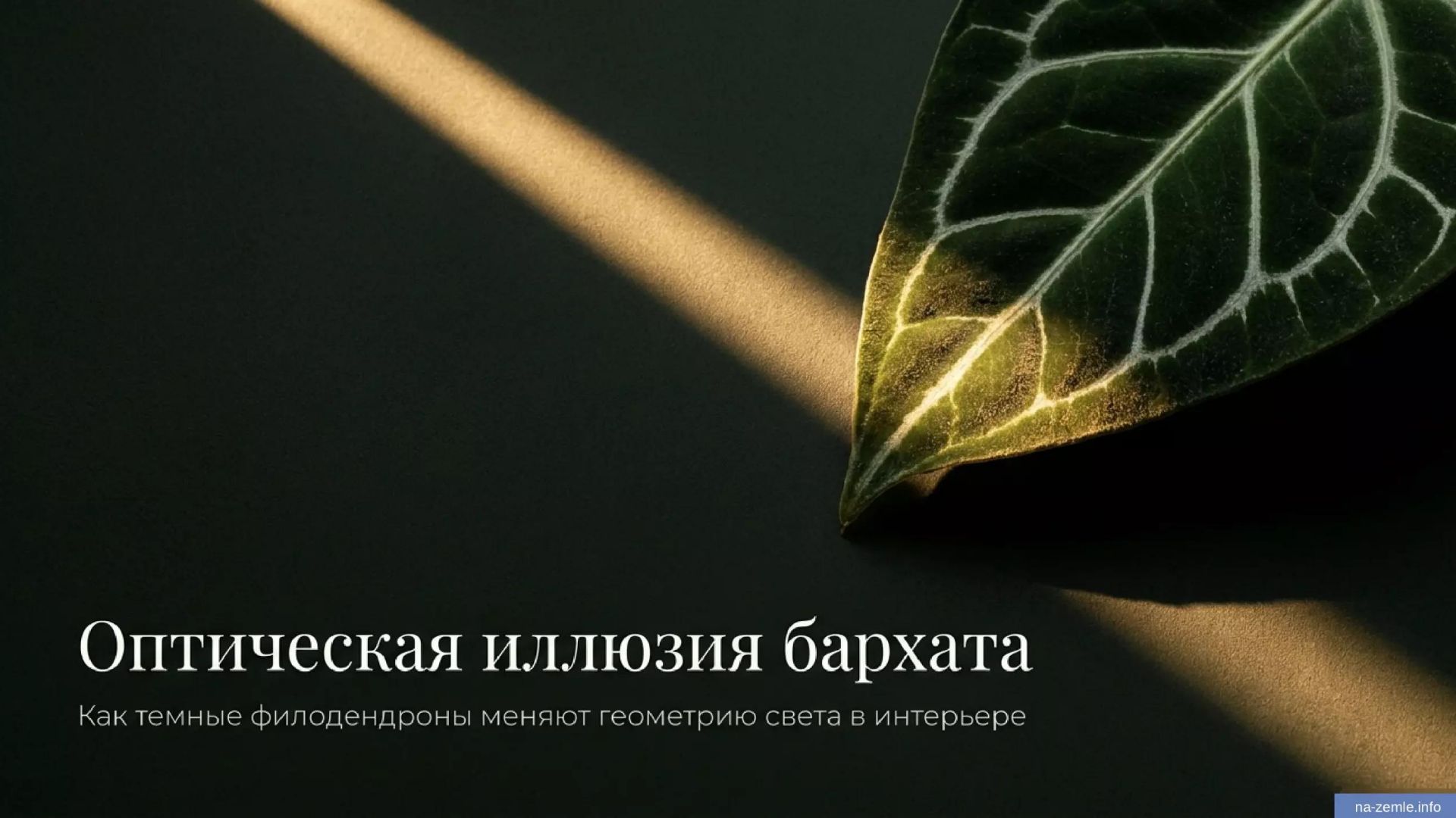 Оптическая иллюзия бархата: как темные филодендроны меняют геометрию света в интерьере