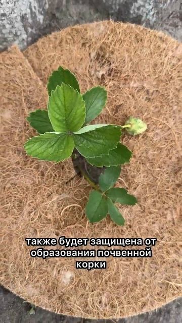 Кокосовые круги для огурцов, капусты, клубники и цветов