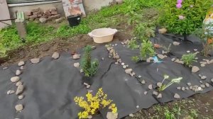 119-Дача.вторая клумба .. застилаю агроволокном 28.08.22.