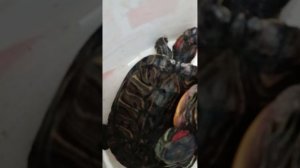 Немного красноухих черепах