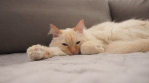 BLUES CAT RELAX! БЛЮЗ КОТ РЕЛАКС