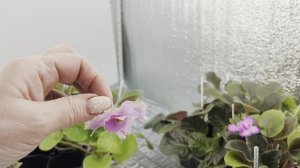 Наборы растений на 03.06.26г 😊🌸☘️🌿