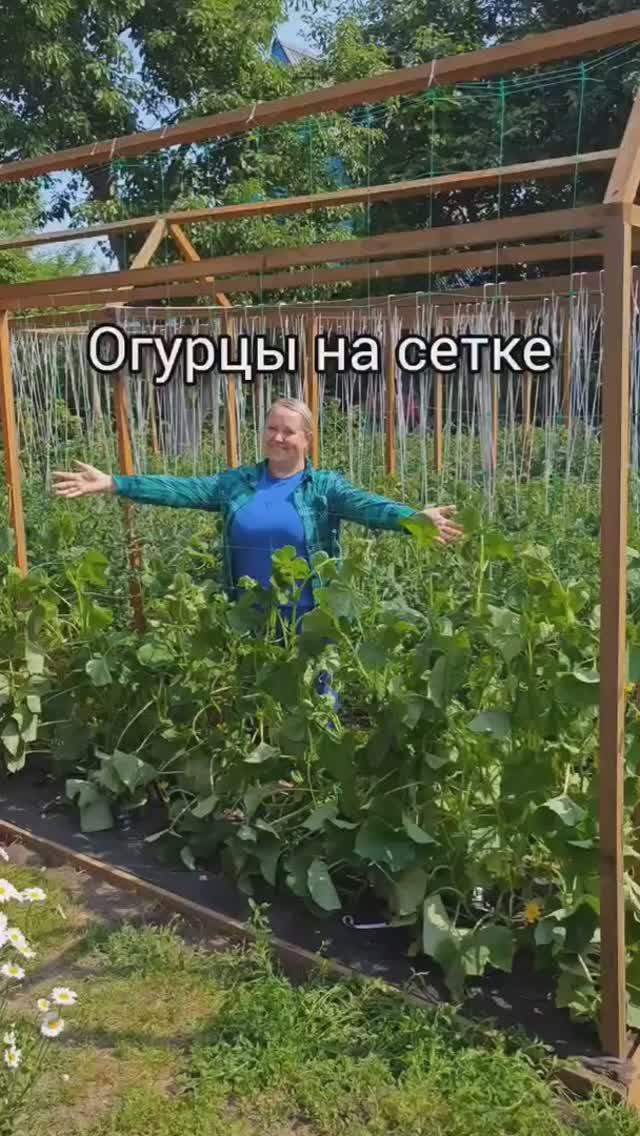 ОГУРЦЫ НА СЕТКЕ  дача огород