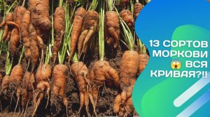 Нашла идеальную морковь! Обзор 13 сортов: от гигантов до корявых