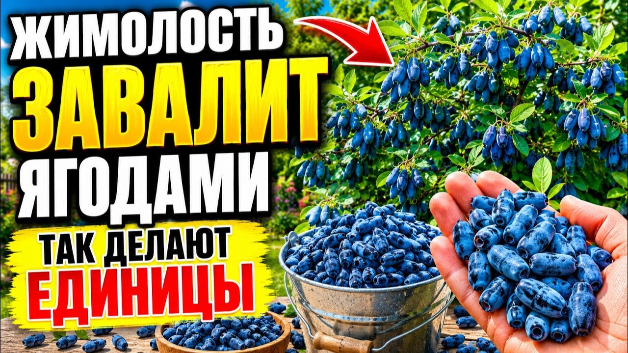 Жимолость как посадить и вырастить и подкормить завалит ягодами, секреты ухода