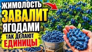Жимолость как посадить и вырастить и подкормить завалит ягодами, секреты ухода