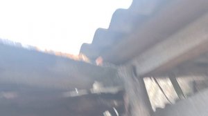 котики