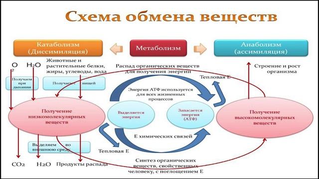 обмен веществ лекция 15