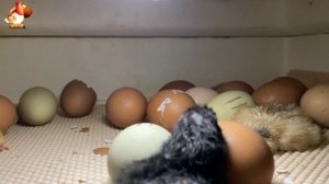 Мы снимали инкубатор 7 часов ночью… и дождались чуда (20)
