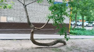 Прогулки по Москве. Нашла достопримечательность на Мосфильмовской.Кривое дерево -новый хит интернета