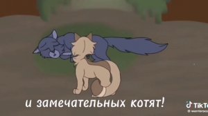 коты