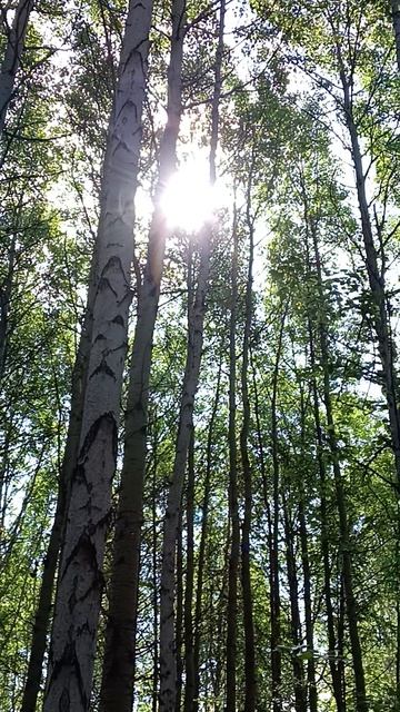 В лесу 🌳