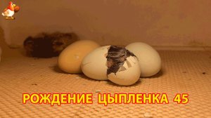 Вылупление цыпленка из яйца в инкубаторе версия 45