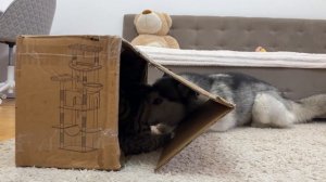 Гигантский хаски думает, что коробка принадлежит ему… Котята не согласны.