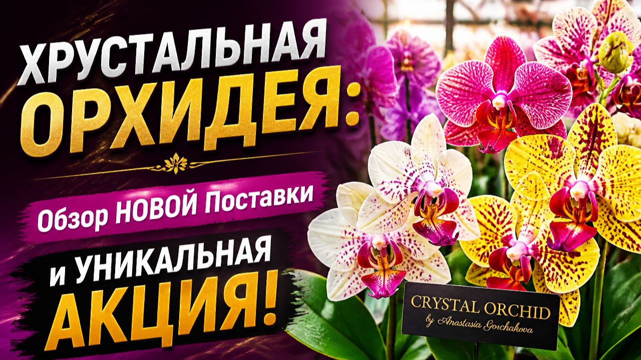 CRYSTAL ORCHID: Невероятные Орхидеи и БОКСЫ С СЮРПРИЗАМИ! смотреть онлайн