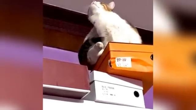 Подборка смешных моментов с котами🐱 #1 смотреть онлайн