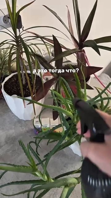 А чтобы это счастье росло, нужны еще денюшки на удобрения 🥹🙏🏻 Советую 👇🏻  Арт на ВБ: #WW329681