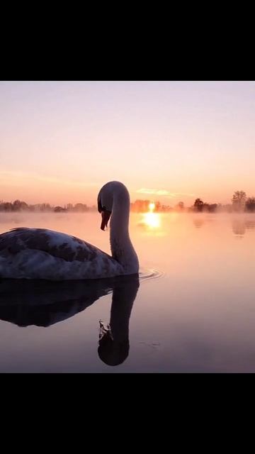 #лебедь #озеро #воднаяжизнь #красота