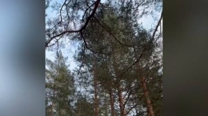 Среди деревьев