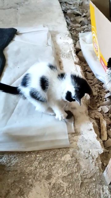 Вы только посмотрите какие хорошенькие малютки🫶🏻 К лотку приучены, кушают самостоятельно натуральн