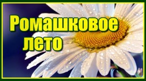 Ромашковое лето✦ - видеорелакс. Красивая мелодия Сергея Чекалина