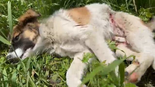Подобрали раненую собаку смотреть онлайн