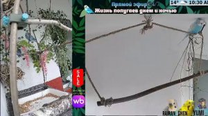 Волнистые попугаи 🦜🦜🦜 | авиарий на балконе📍