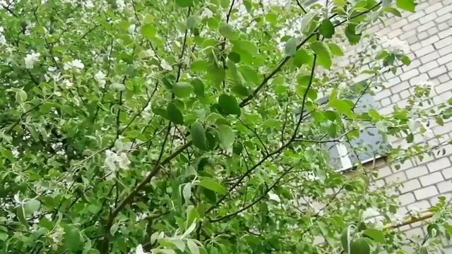 Яблоневые руки