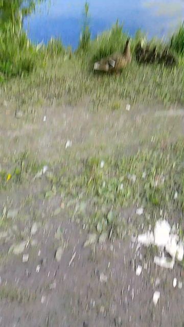 VID_20260531_164425.mp4 смотреть онлайн
