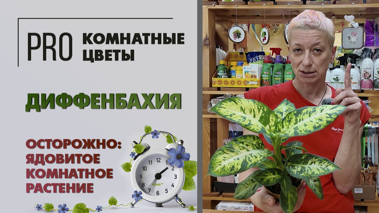 Диффенбахия: уход, как поливать, когда и во что пересаживать. Осторожно: ядовитое комнатное растение смотреть онлайн