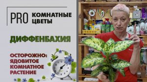 Диффенбахия: уход, как поливать, когда и во что пересаживать. Осторожно: ядовитое комнатное растение