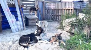 В Советском после жалоб жителей отловили уже 110 бездомных собак