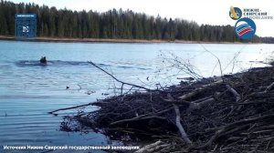 Медведь «разнял» бобров во время драки в Ленобласти