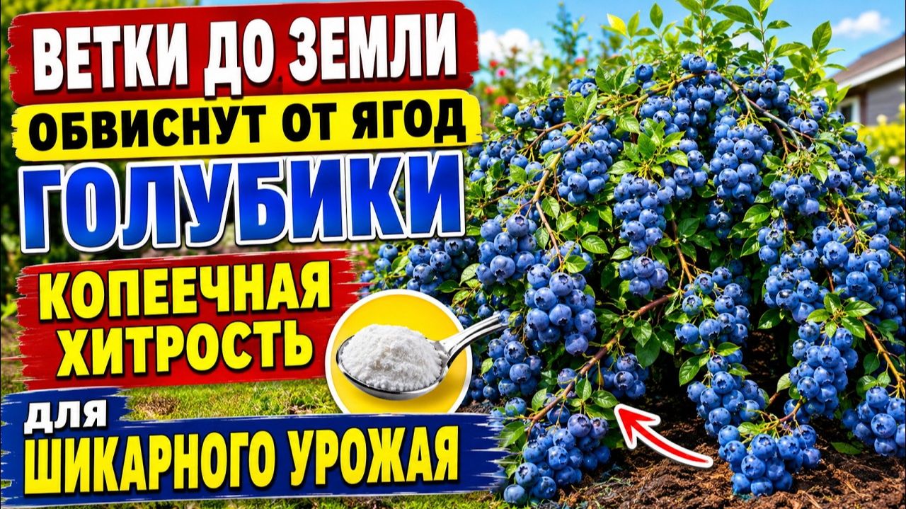 Как выращивать голубику, всего 1 ошибка и ягод не видать, что делать, чтобы получить море урожая