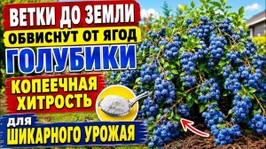 Как выращивать голубику, всего 1 ошибка и ягод не видать, что делать, чтобы получить море урожая