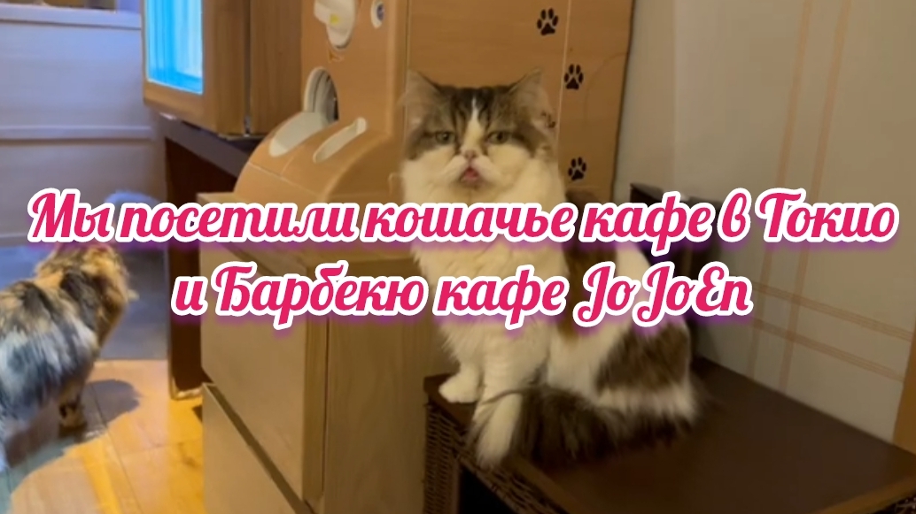 Мы посетили кошачье кафе в Токио и Барбекю кафе JoJoEn