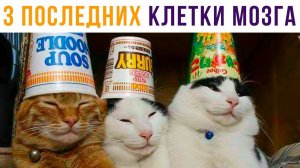 3 МОИХ ПОСЛЕДНИХ КЛЕТКИ МОЗГА))) Приколы с котами