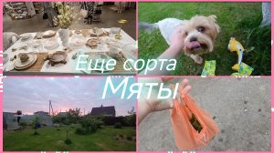 Жизнь без фильтра.Мята.Пока вижу хожу🙂