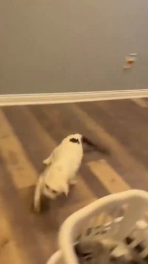 СМЕШНЫЕ КОТЫ 😺 2026 ЛУЧШИЕ ПРИКОЛЫ С КОТАМИ ,КОШКАМИ ,ЖИВОТНЫЕ,СМЕШНЫЕ ВИДЕО