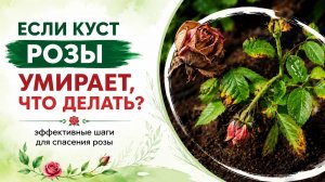 Как спасти больную розу: пошаговый уход от кандидата биологических наук Альфии Мингажевой
