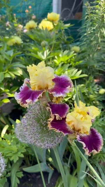 Утро в саду, ирисы, пионы💐2 июня 26г💐 смотреть онлайн