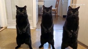 Черные кошки.