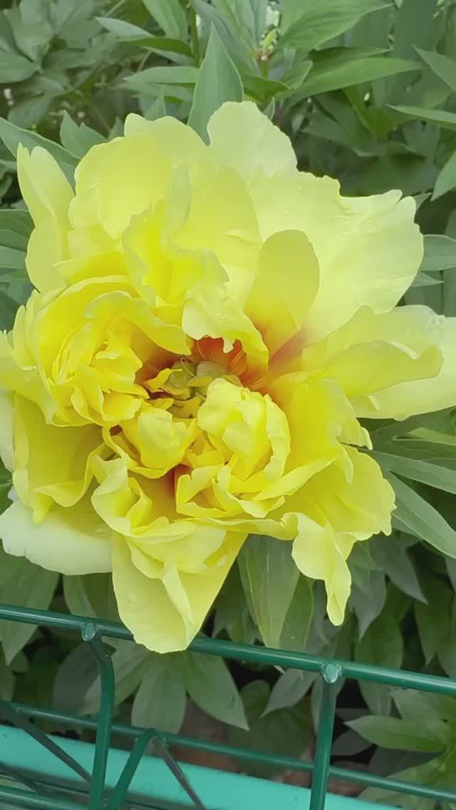 Бартзелла 🌼 раскрывается ✨ смотреть онлайн