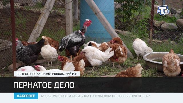 Семнадцатилетний Омар Алласов коллекционирует породистых кур и ведет блог об этом смотреть онлайн