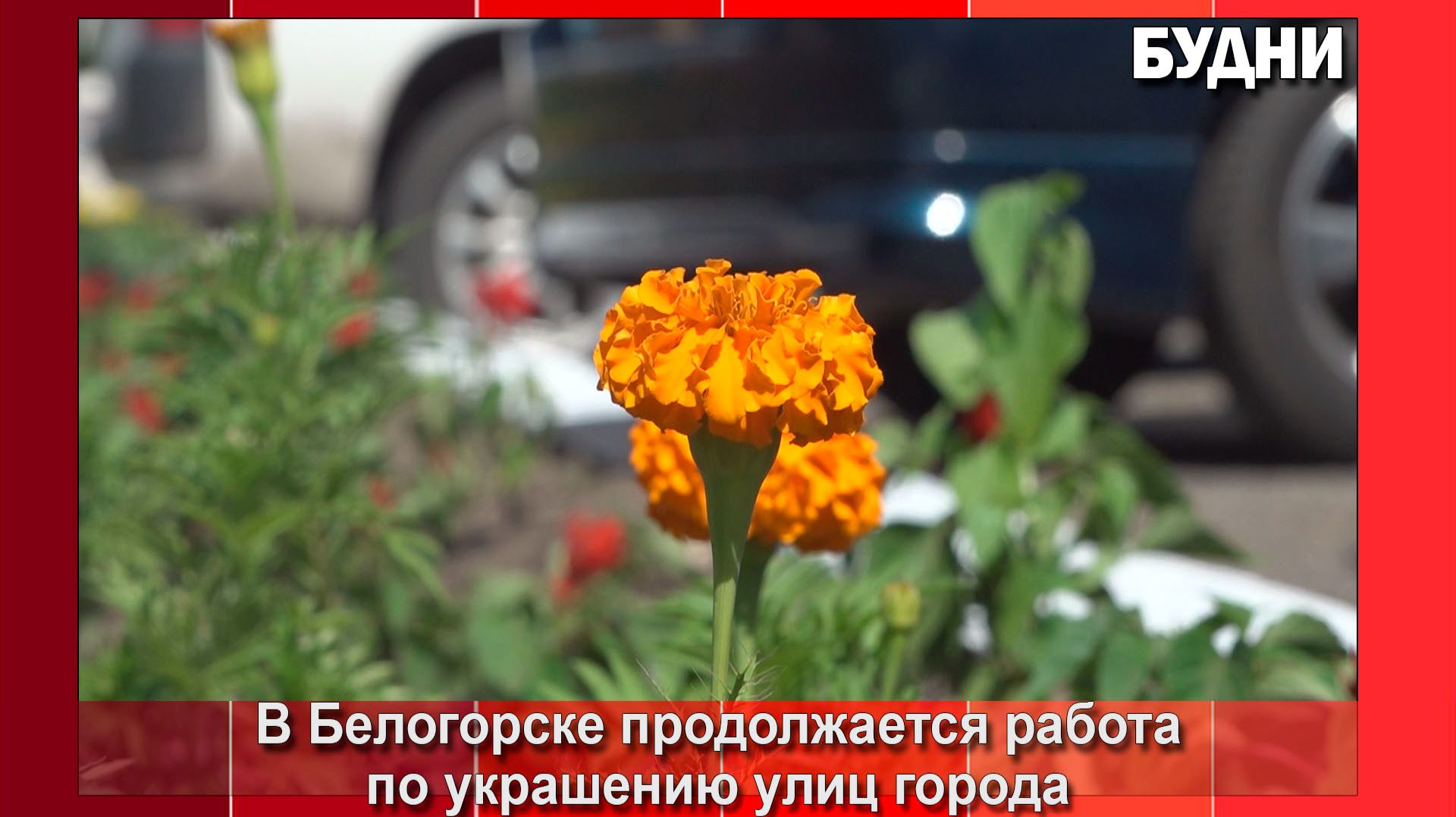 На улицах Белогорска уже высадили порядка 10000 цветов