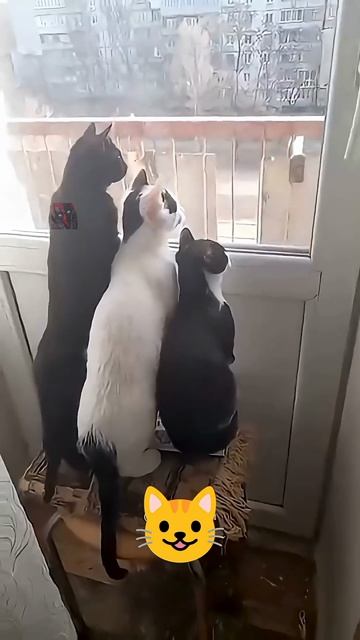 Это совсем не смешно 🤯 🫶 🙀