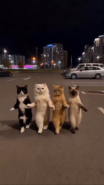 Котартаньян и коташкетеры