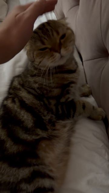 Милый котик и шотландская вислоухая кошечка 😺🐱